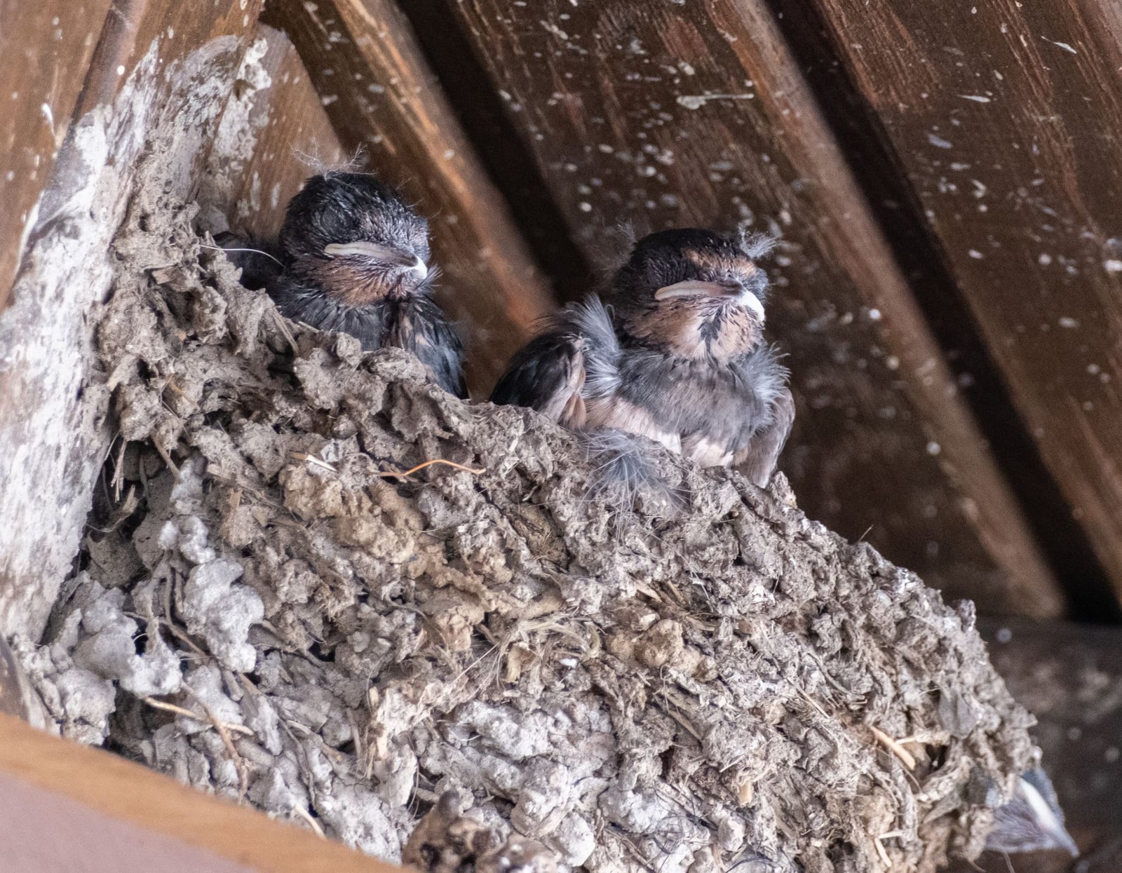 Bird nest with chicks built into roof eaves