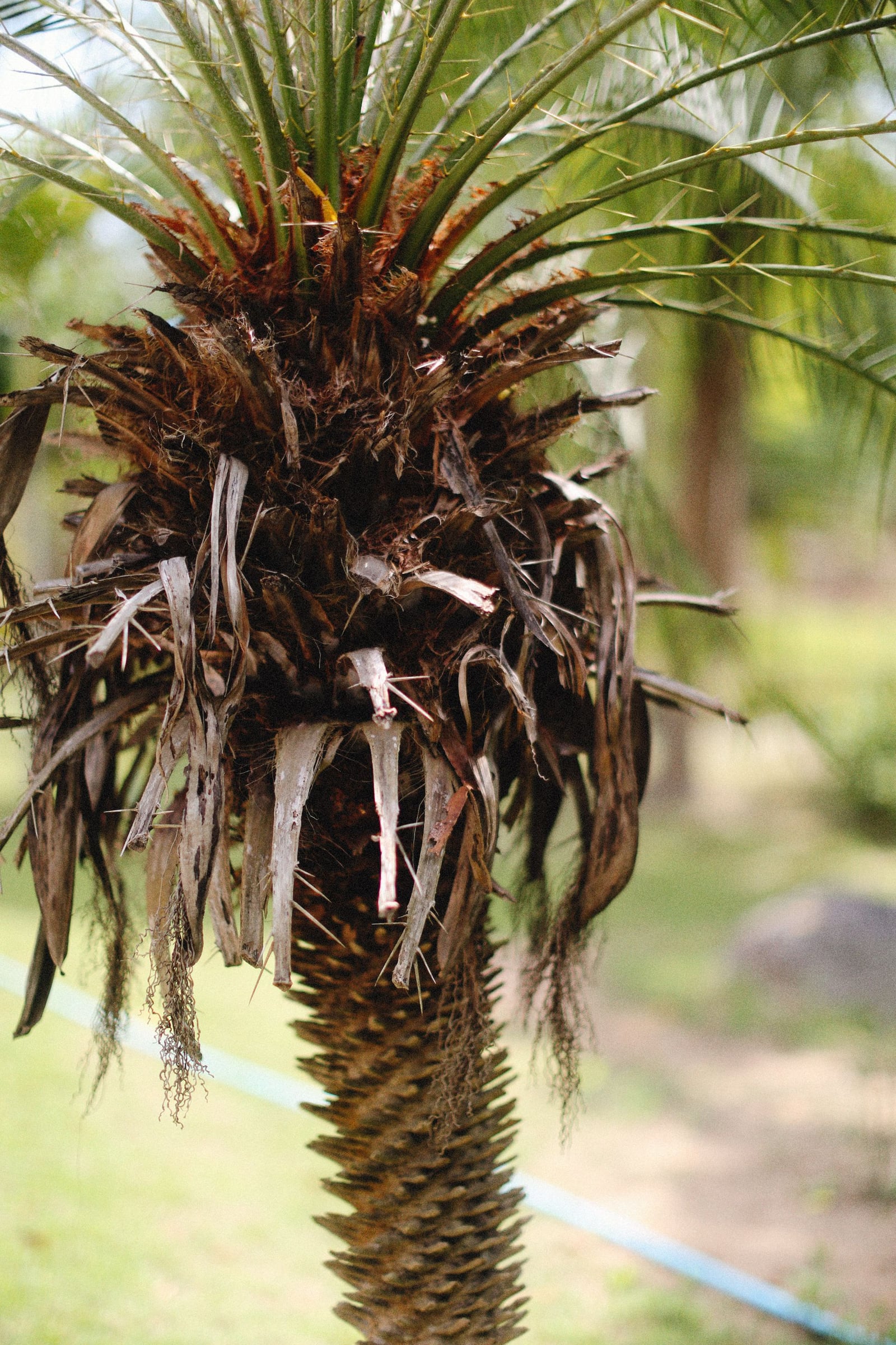 Dead dried palm fronds hanging on a tree
