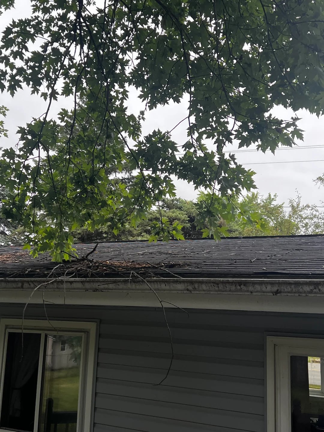 Tree branch debris resting on a shingle roof near overhanging trees in Huntington Beach