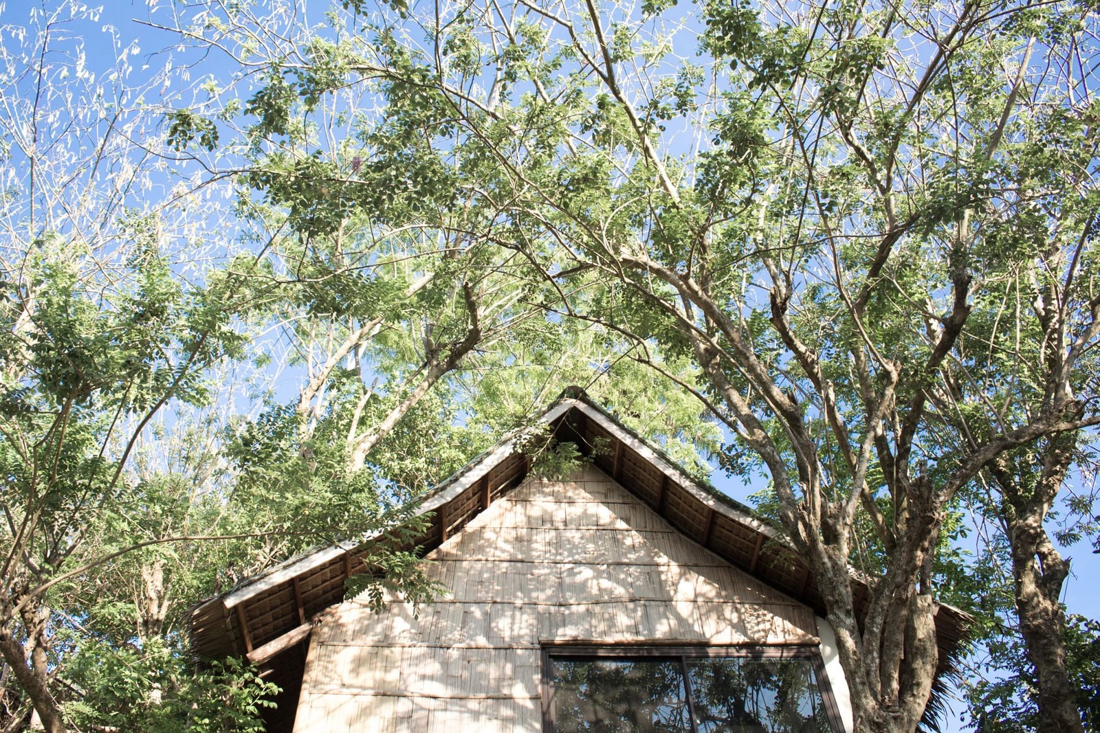 House roof heavily shaded by tree canopy