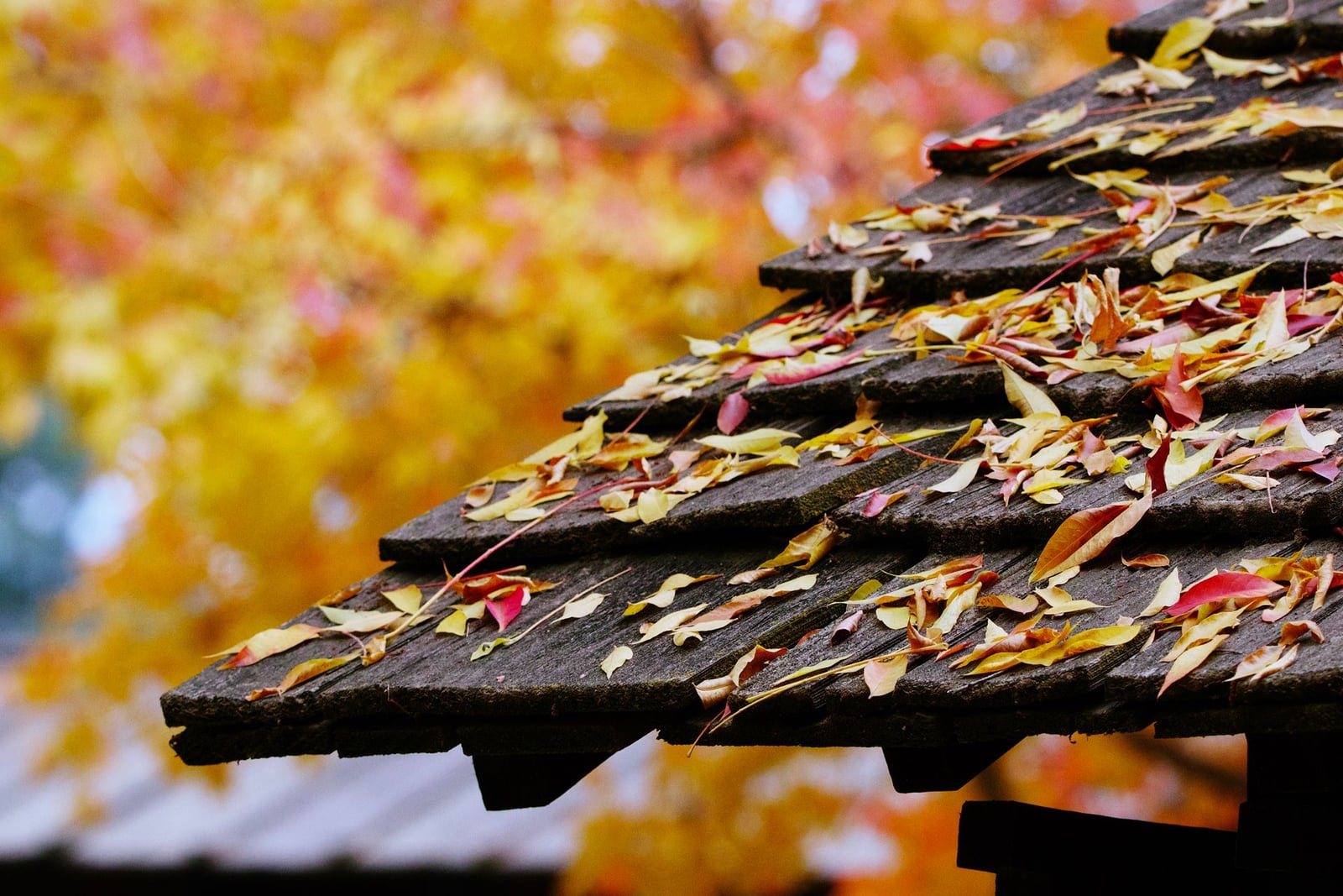 Leaves and debris collecting on a residential roof