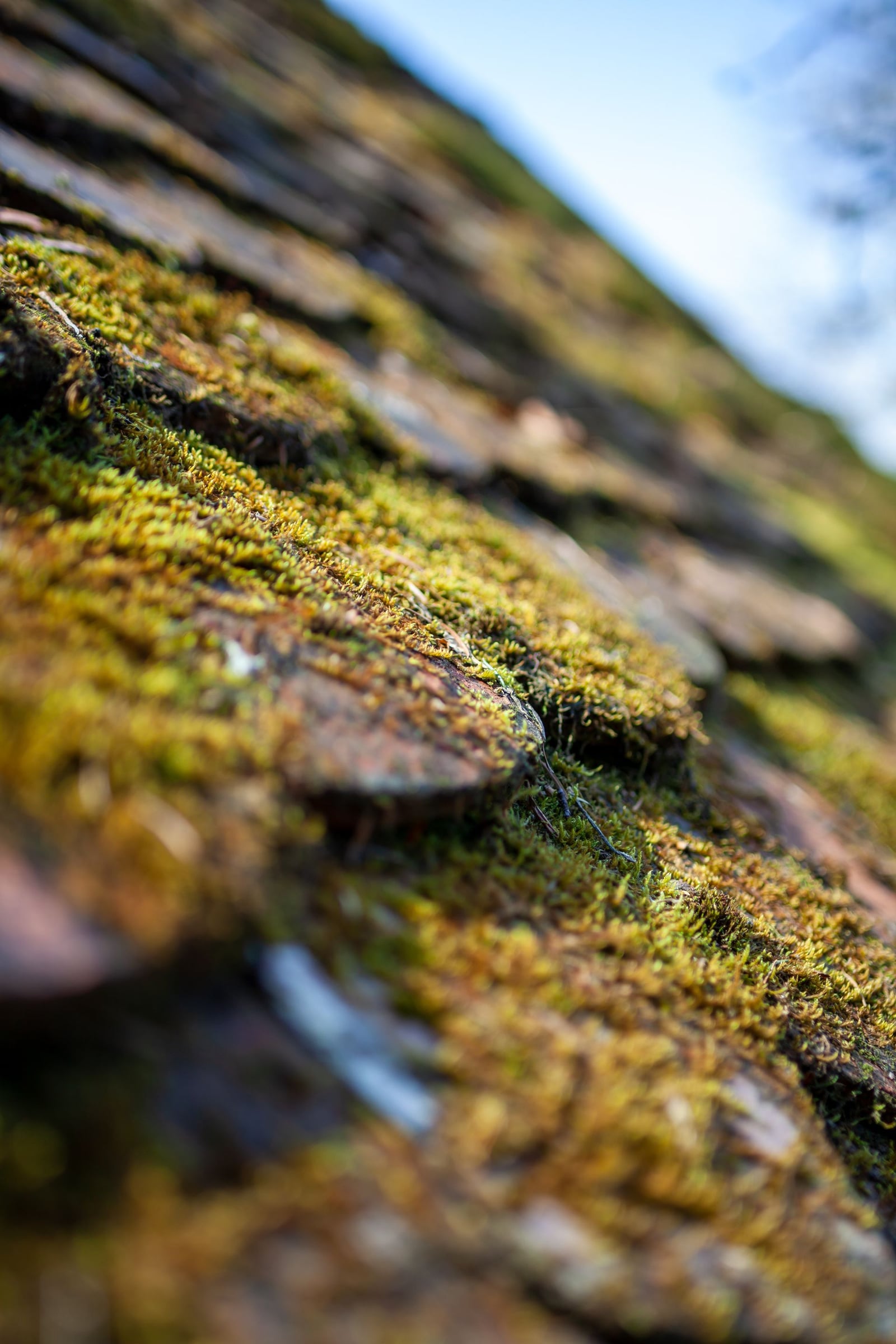 Close-up of thick moss rooted into wood shingles