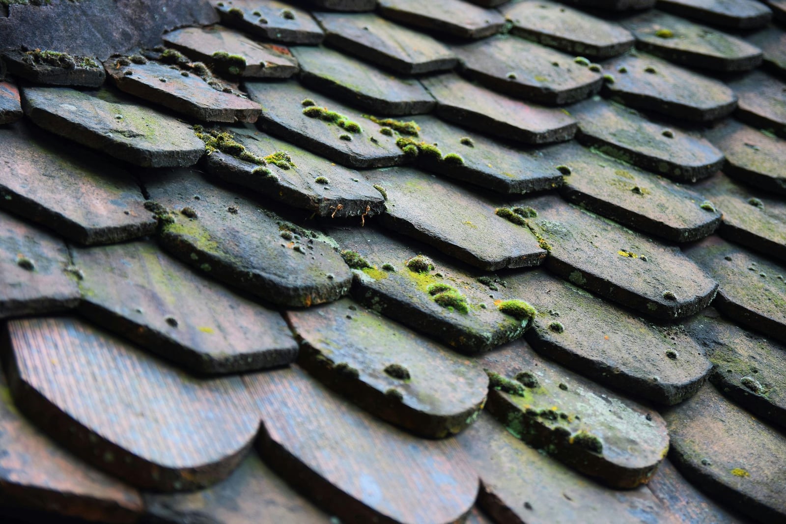 Moss growing across weathered wooden roof shingles
