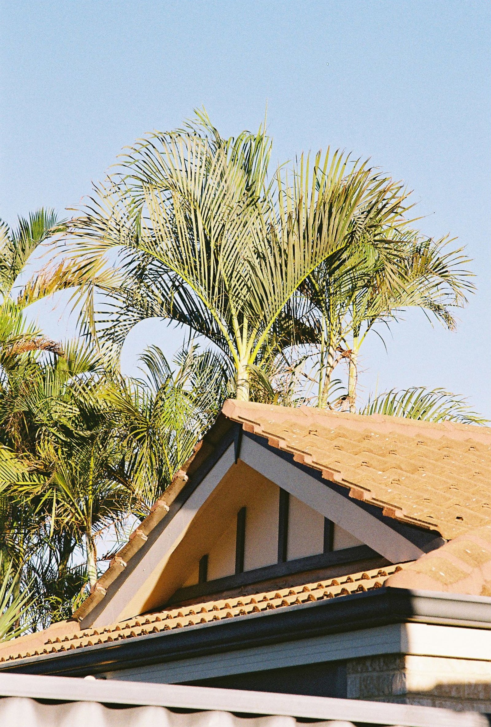 Palm trees near a house roof in sunlight