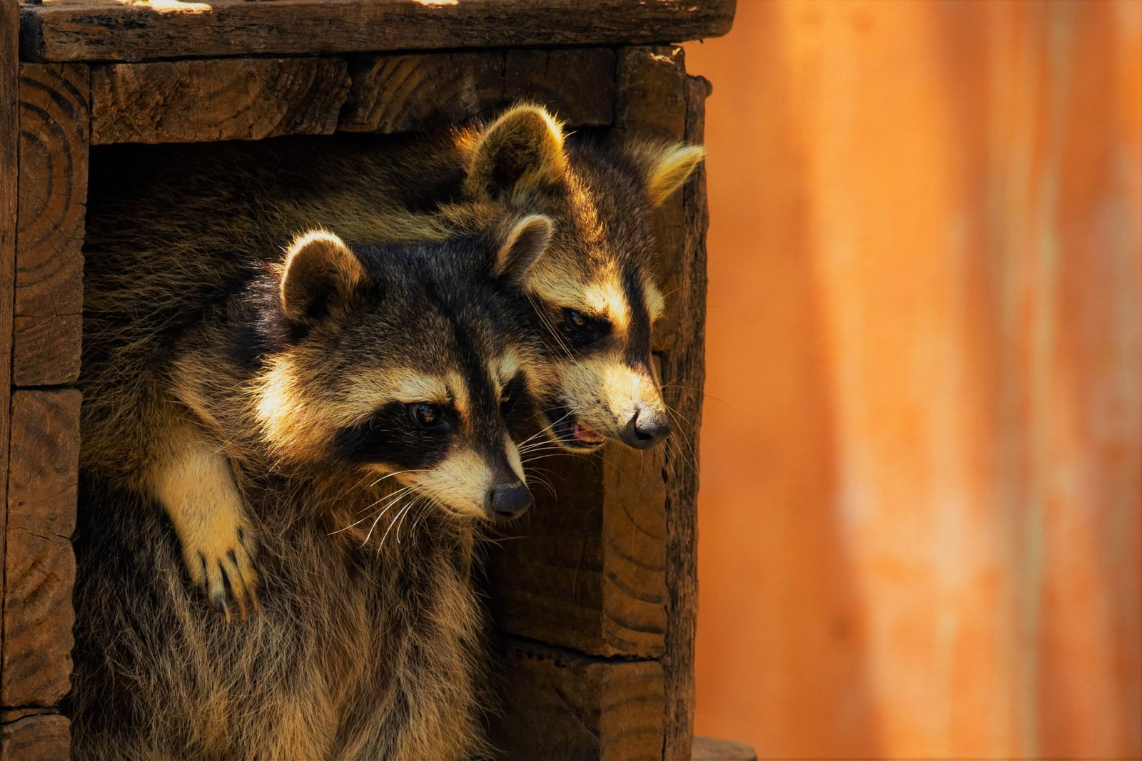 Raccoons denning in a wooden structure