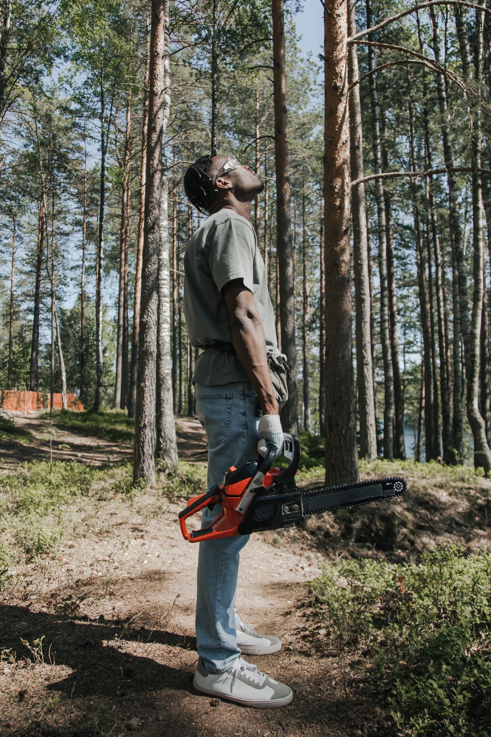 Tree trimming service removing dead branches