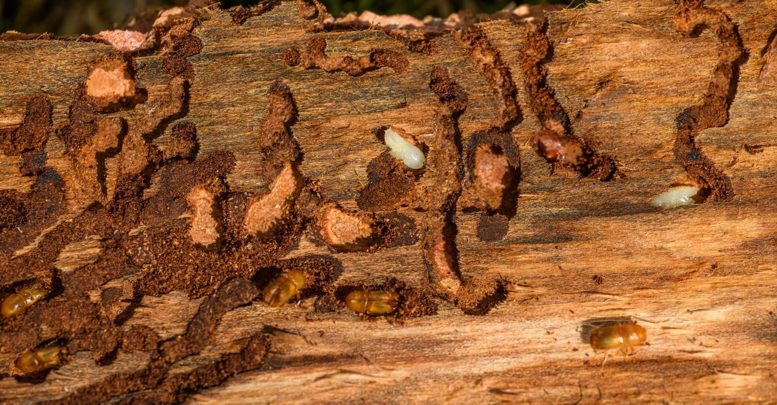 Close-up of wood damaged by wood-destroying pests